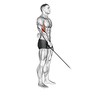 Cable Reverse One Arm Curl